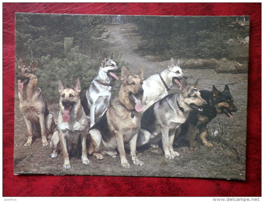 German Shepherd Dogs - dogs - 1987 - Estonia - USSR - unused - JH Postcards