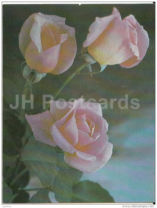 mini Birthday greeting card - pink roses - flowers - 1987 - Russia USSR - unused - JH Postcards