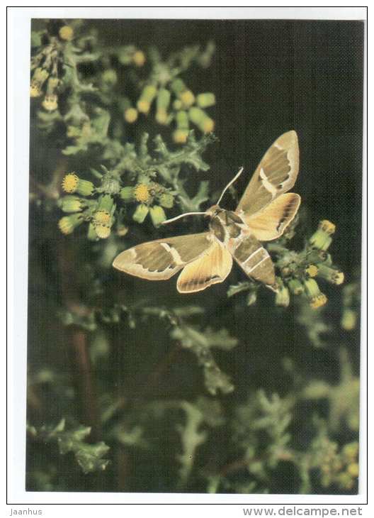 Rethera komarovi - butterfly - Central Asia butterflies - 1989 - Russia USSR - unused - JH Postcards
