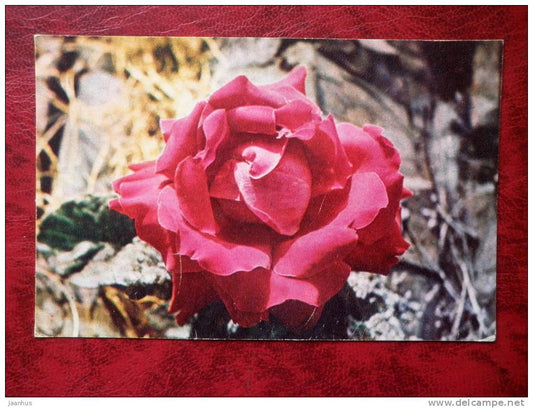 red rose - flowers - 1972 - Russia - USSR - unused - JH Postcards