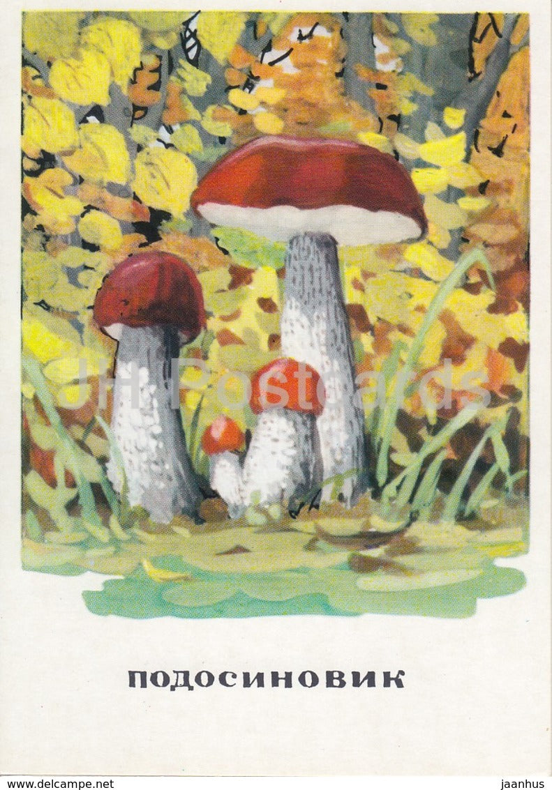 Aspen mushroom - mushrooms - illustration - 1971 - Russia USSR - unused - JH Postcards