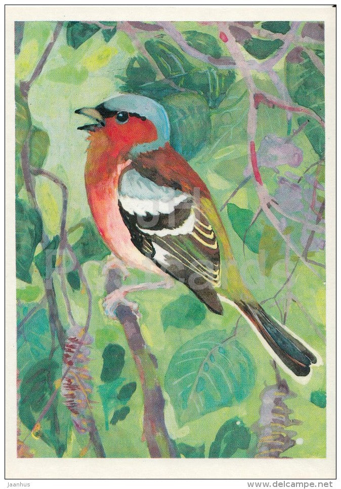 Common chaffinch - Fringilla coelebs - Birds of Russian Forest - 1979 - Russia USSR - unused - JH Postcards