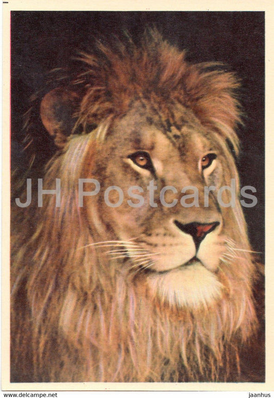 Lion - Moscow Zoo - 1963 - Russia USSR - unused - JH Postcards