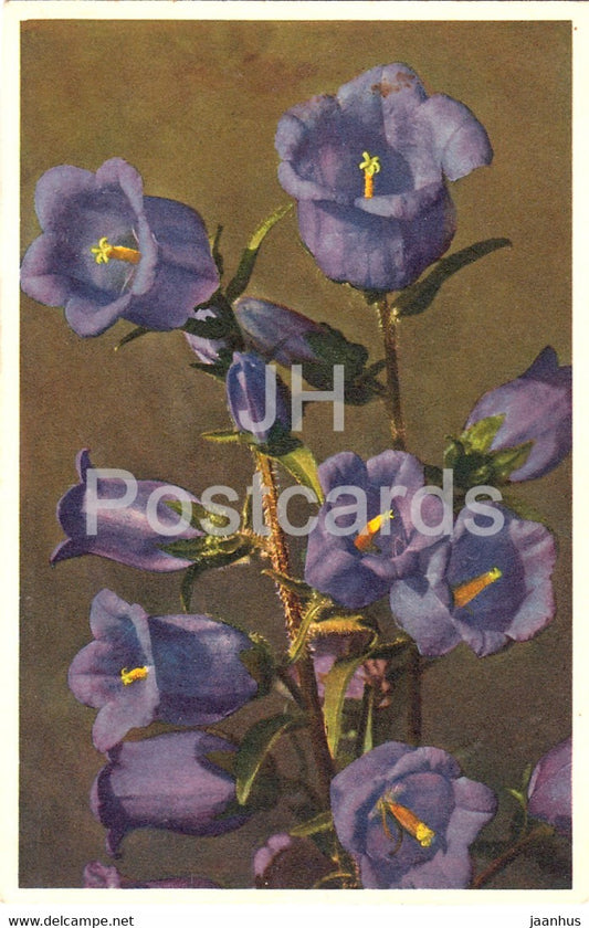 Campanula medium - Marien Glockenblume - Coventry bell - flowers - 2706 - old postcard - 1945 - Switzerland - used - JH Postcards