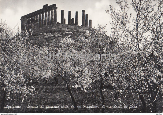 Agrigento - Tempio di Giunone visto da un Boschetto di mandroli in fiore - Juno - old postcard - 1953 - Italy - used - JH Postcards