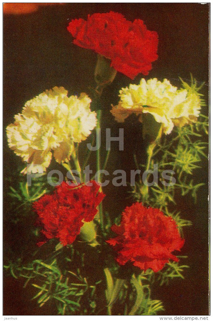 Carnation - flowers - 1975 - Estonia USSR - used - JH Postcards