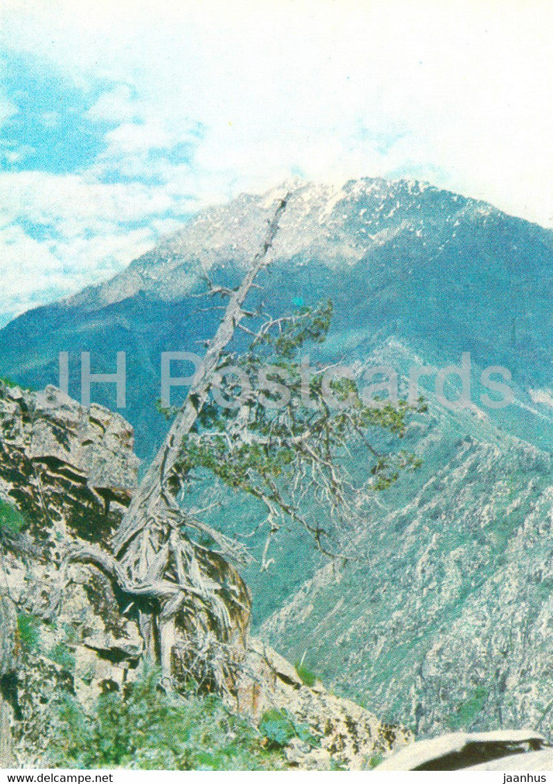 lonely juniper - Nature Trails - 1981 - Uzbekistan USSR - unused - JH Postcards