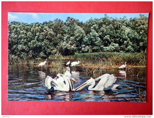 Pelicans - birds - delta of Volga river - 1969 - USSR Russia - unused - JH Postcards