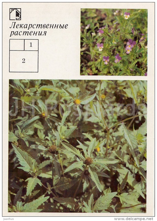 Heartsease , Viola tricolor - Three-lobe beggartick - Medicinal Plants - Herbs - 1988 - Russia USSR - unused - JH Postcards