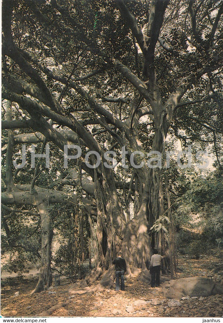 Siracusa - L'Albero secolare - The Secular Tree - 194 - Italy - unused - JH Postcards