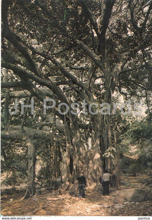 Siracusa - L'Albero secolare - The Secular Tree - 194 - Italy - unused - JH Postcards