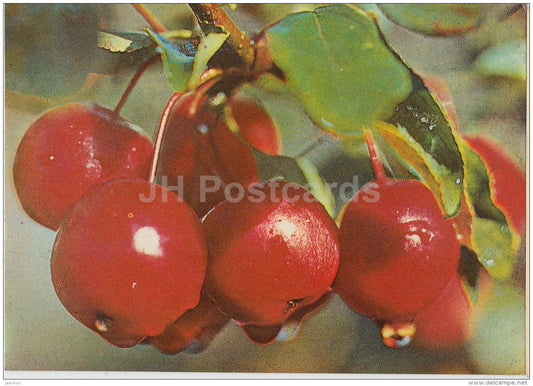 Red Apples - 1981 - Estonia USSR - used - JH Postcards