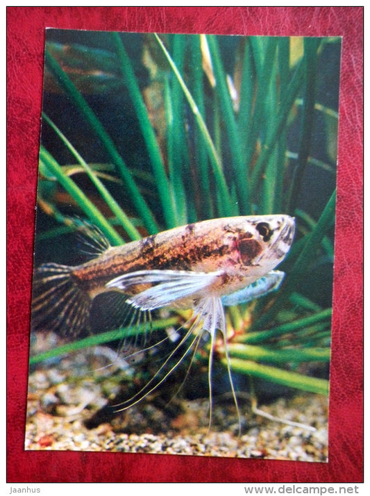 Freshwater butterflyfish - Pantodon buchholzi - aquarium fishes - 1980 - Russia USSR - unused - JH Postcards