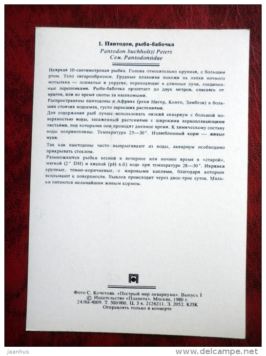 Freshwater butterflyfish - Pantodon buchholzi - aquarium fishes - 1980 - Russia USSR - unused - JH Postcards