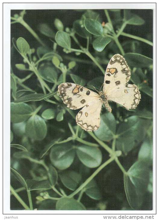 Hypermnestra helios - butterfly - Central Asia butterflies - 1989 - Russia USSR - unused - JH Postcards