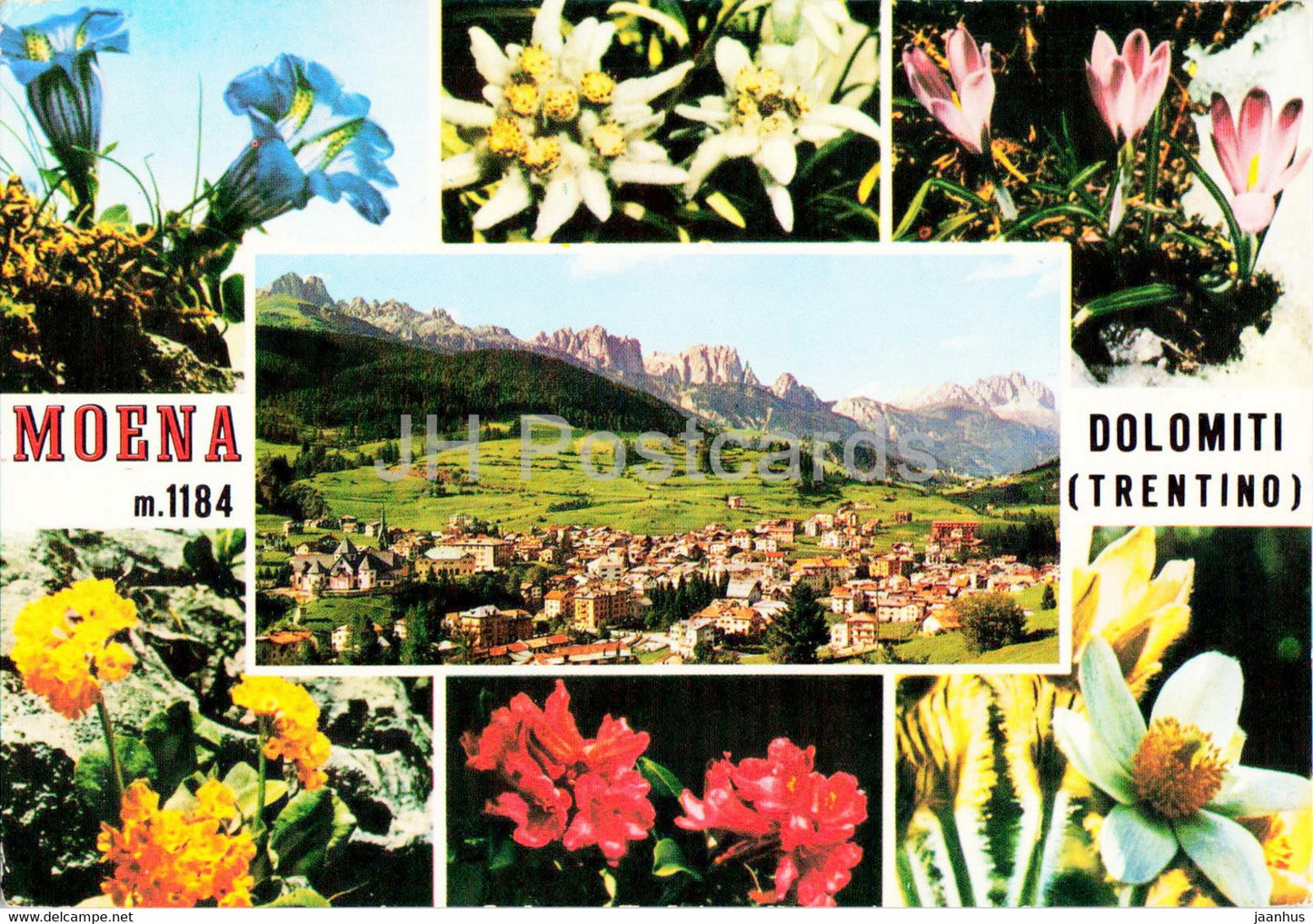Moena - Dolomiti - Trentino - flowers - 1976 - Italy - used - JH Postcards