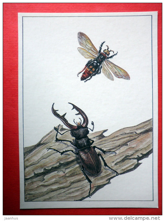Stag beetle , Lucanus cervus - Giant wasp , Scolia maculata - insects - 1987 - Russia USSR - unused - JH Postcards