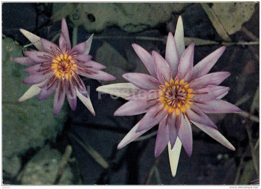 Nenuphar mauve - Water Lily - flowers - Vietnam - used - JH Postcards