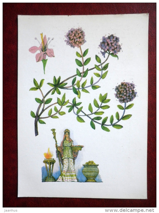 Thyme - Thymus vulgaris - by. N. Barbotchenko - plants - 1986 - Russia USSR - unused - JH Postcards