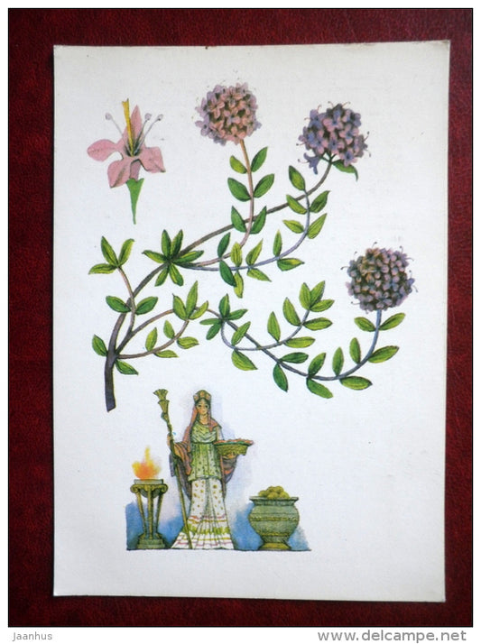 Thyme - Thymus vulgaris - by. N. Barbotchenko - plants - 1986 - Russia USSR - unused - JH Postcards