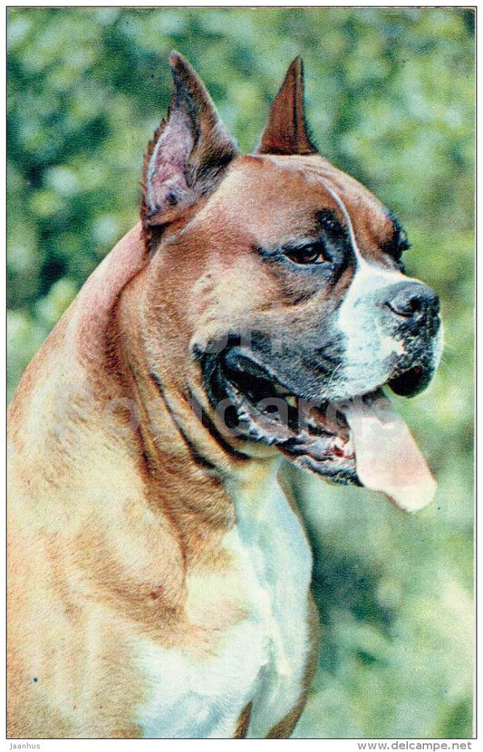 Boxer - dog - 1969 - Russia USSR - unused - JH Postcards