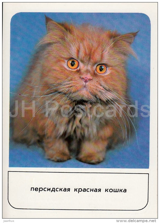 Persian Red Cat - cats - Russia USSR - 1989 - unused - JH Postcards
