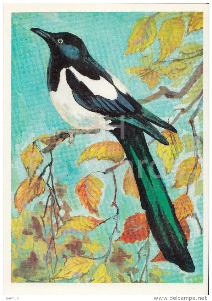 Eurasian magpie - Pica pica - Birds of Russian Forest - 1979 - Russia USSR - unused - JH Postcards
