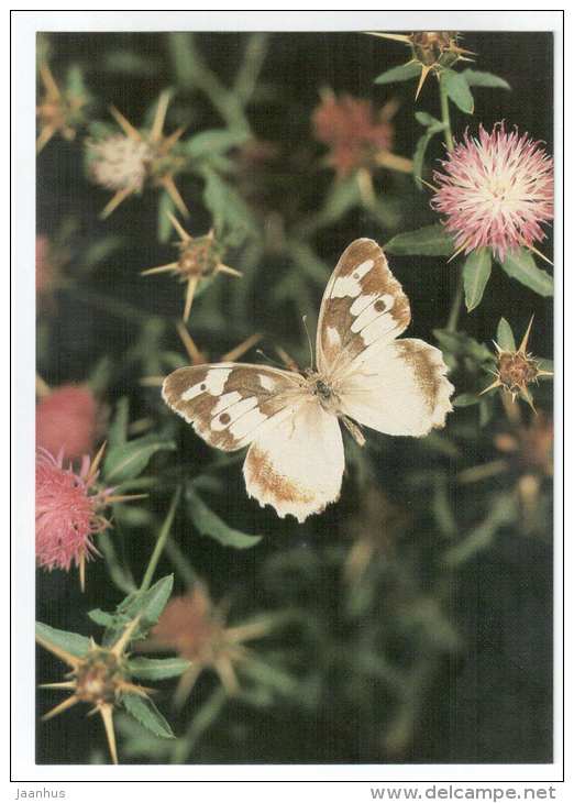 Chasara staudingeri - butterfly - Central Asia butterflies - 1989 - Russia USSR - unused - JH Postcards