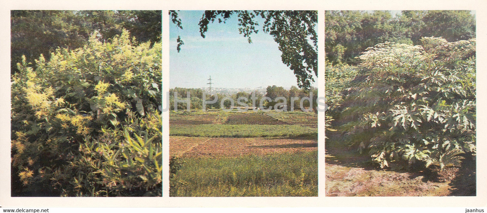 Buckwheats - field - Cow parsnip - Siberian Botanical Garden - 1985 - Russia USSR - unused - JH Postcards