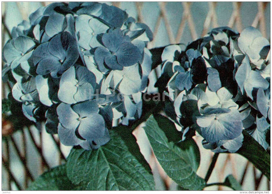 Hydrangea - flowers - floriculture and gardening pavilion - 1976 - Russia USSR - unused - JH Postcards
