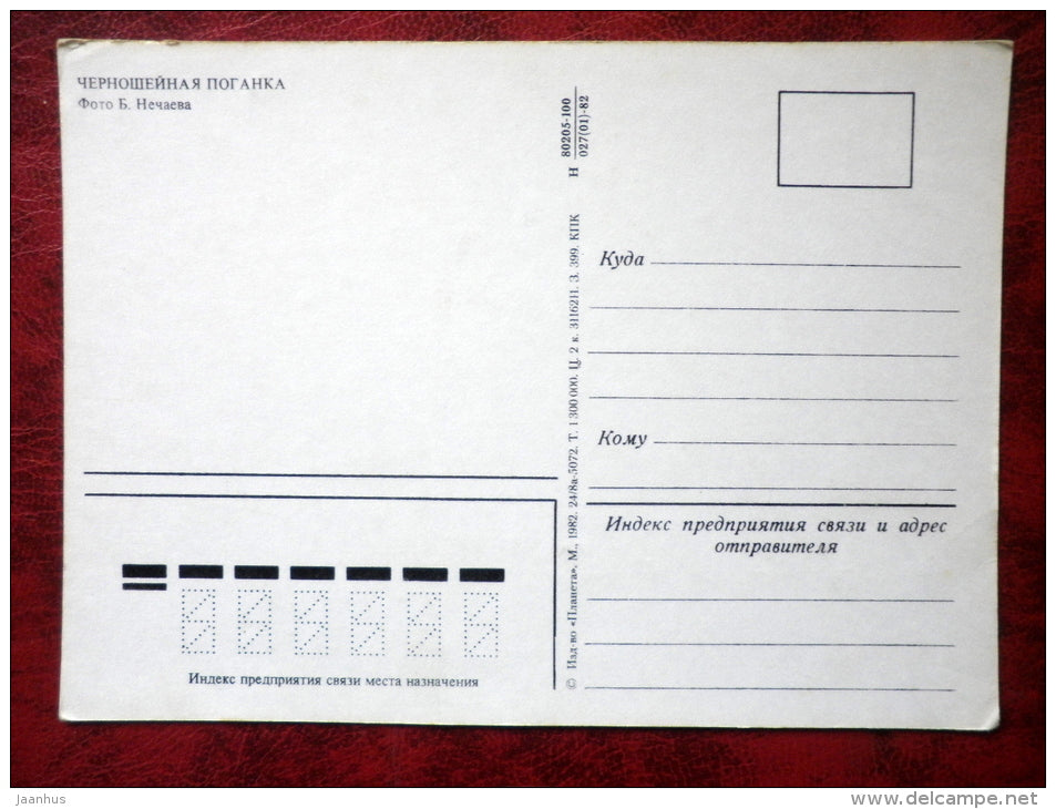 Eared Grebe - Podiceps nigricollis - birds - 1982 - Russia - USSR - unused - JH Postcards