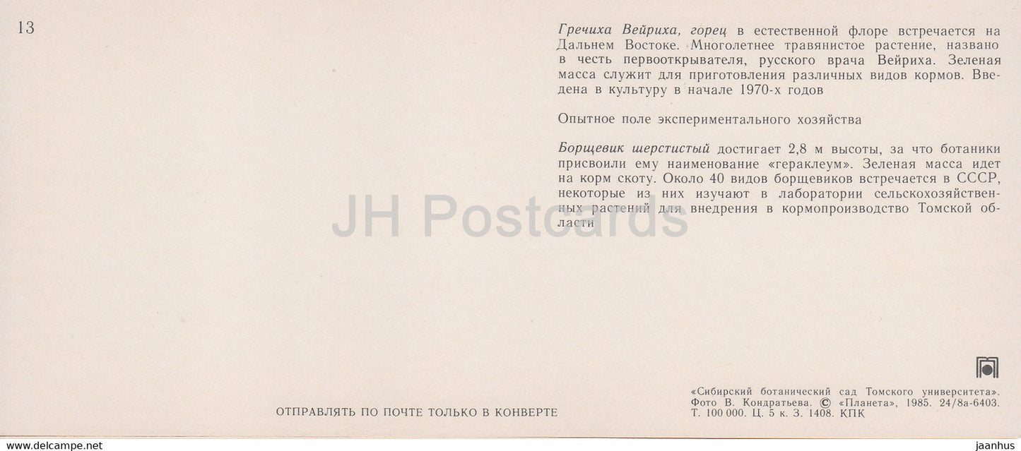 Buckwheats - field - Cow parsnip - Siberian Botanical Garden - 1985 - Russia USSR - unused