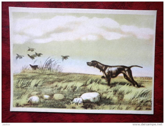 Painting by V. I. Kurdov - bird hunting dog 2 - russian art - unused - JH Postcards