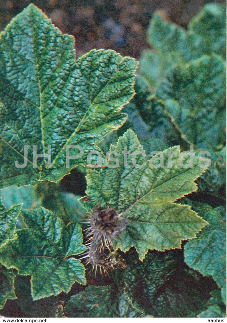 Nakai - Oplopanax elatus - Medicinal Plants - 1980 - Russia USSR - unused - JH Postcards