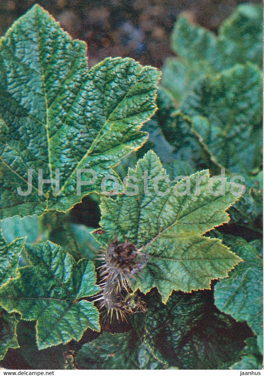 Nakai - Oplopanax elatus - Medicinal Plants - 1980 - Russia USSR - unused - JH Postcards
