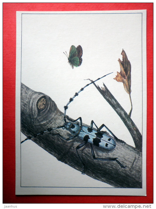 Rosalia longicorn , Rosalia alpina - Callophrys mystaphia - insects - 1987 - Russia USSR - unused - JH Postcards