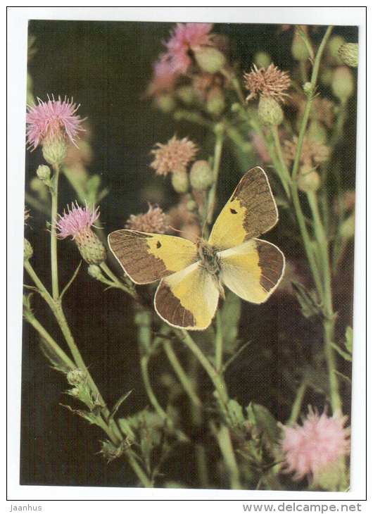 Colias wiscotti - butterfly - Central Asia butterflies - 1989 - Russia USSR - unused - JH Postcards