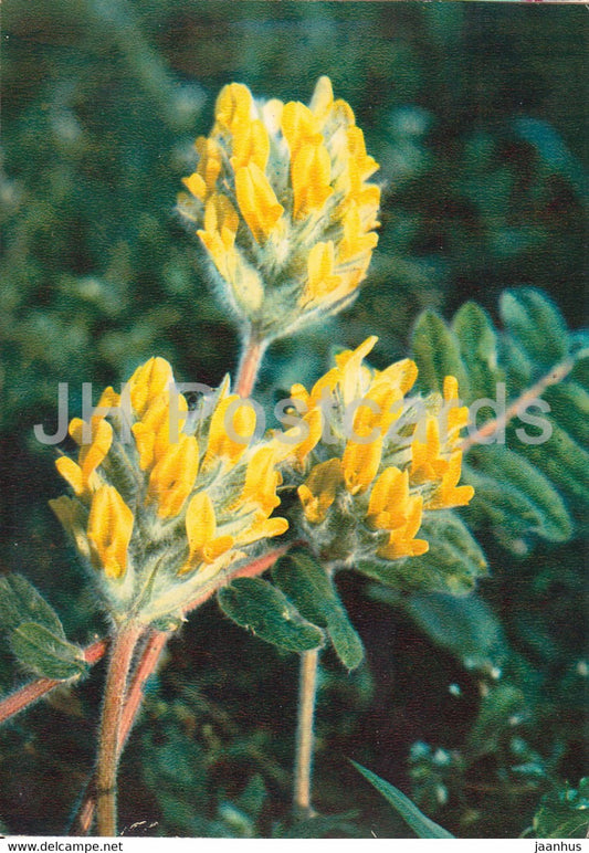 Astragalus dasyanthus - Medicinal Plants - 1980 - Russia USSR - unused - JH Postcards