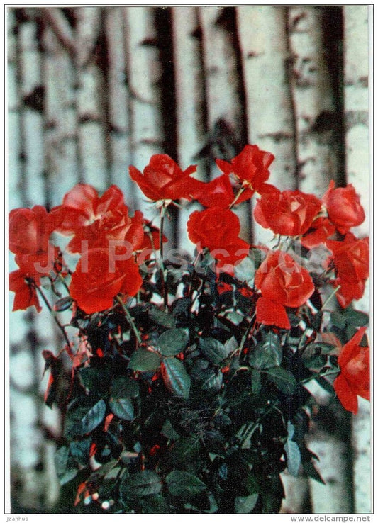 Red Roses - flowers - floriculture and gardening pavilion - 1976 - Russia USSR - unused - JH Postcards