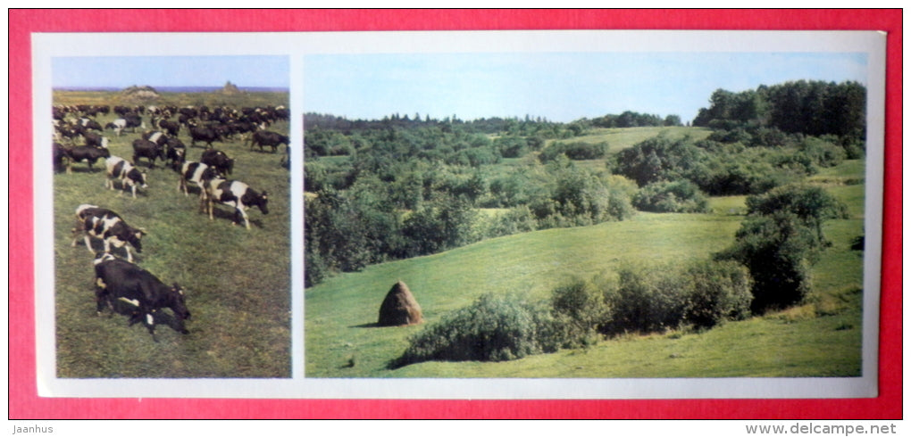 State Farm pastures - cow - Valday - 1978 - USSR Russia - unused - JH Postcards