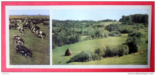 State Farm pastures - cow - Valday - 1978 - USSR Russia - unused - JH Postcards