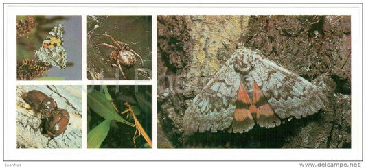 Small tortoiseshell - beetle - butterfly - spider - insects - Astrakhan Nature Reserv - 1983 - Russia USSR - unused - JH Postcards
