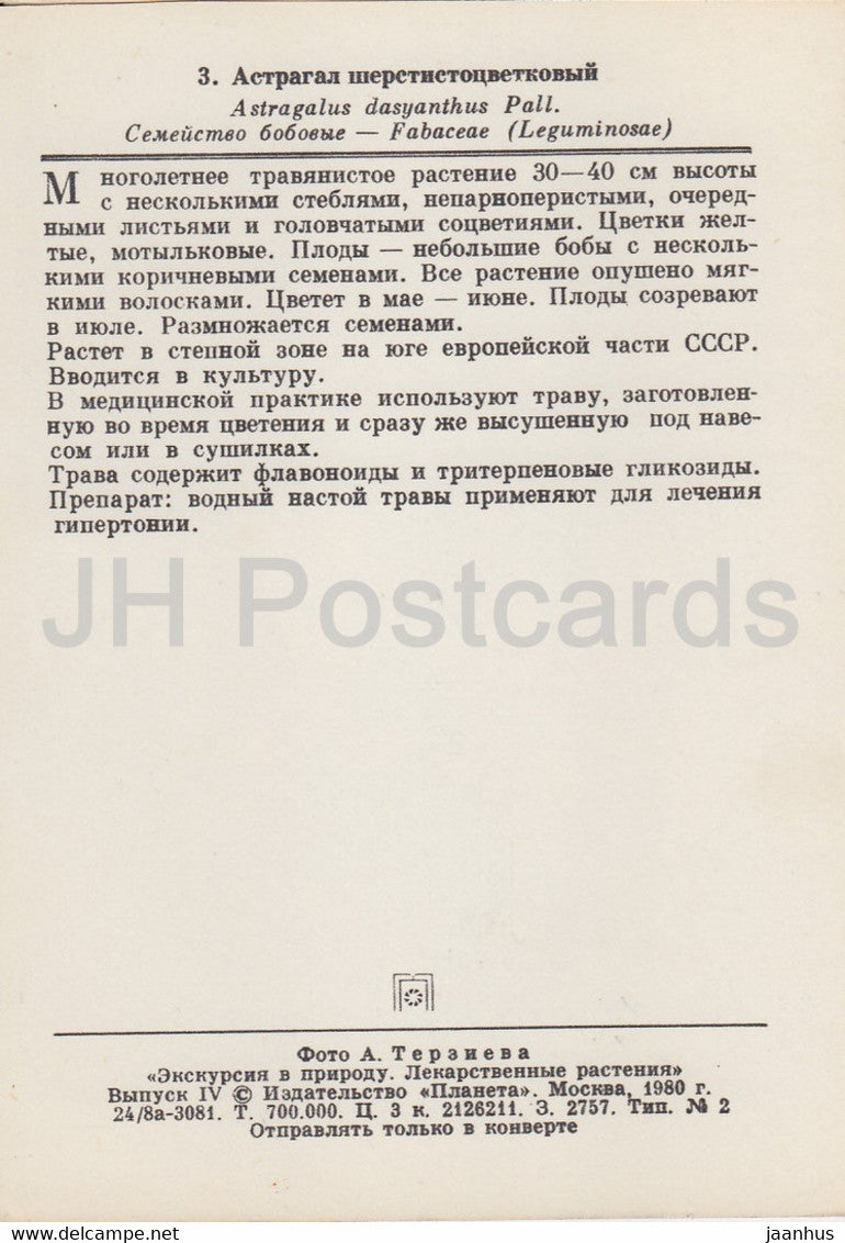 Astragalus dasyanthus – Heilpflanzen – 1980 – Russland UdSSR – unbenutzt