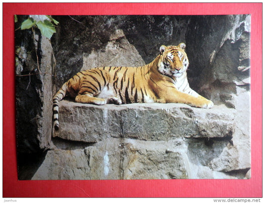 Tiger - animals - 1989 - Russia USSR - unused - JH Postcards