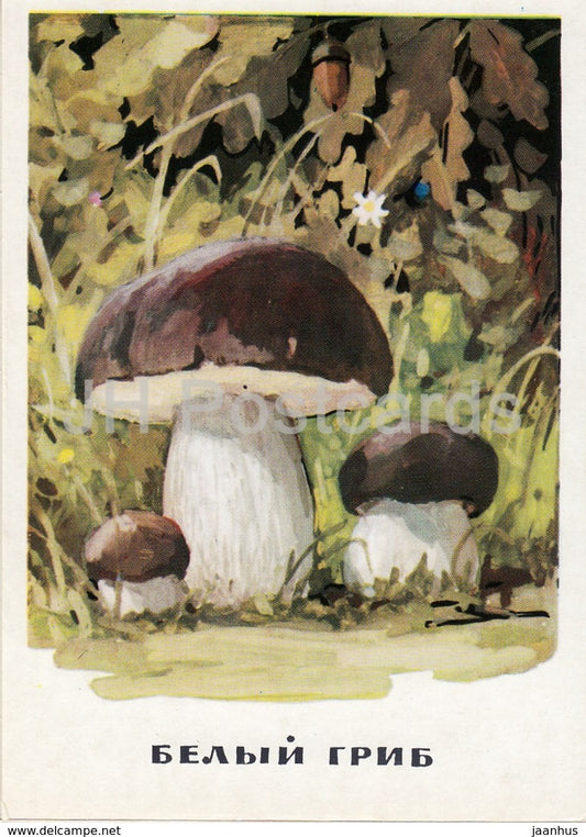 Penny Bun - mushrooms - illustration - 1971 - Russia USSR - unused - JH Postcards