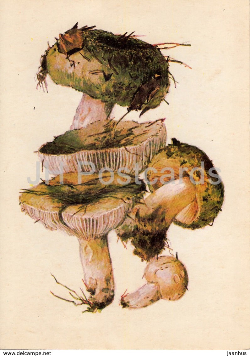 Green russula - Russula virescens - illustration by A. Shipilenko - Mushrooms - 1976 - Russia USSR - unused - JH Postcards