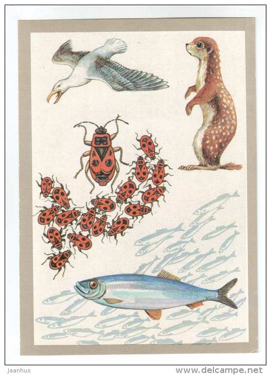 firebug - gull - anchovis - gopher - Collective defense - Animals defend themselves - 1988 - Russia USSR - unused - JH Postcards