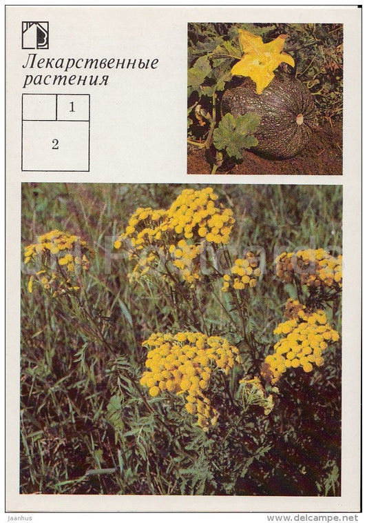 Field pumpkin , Cucurbita pepo - Tansy , Tanacetum vulgare - Medicinal Plants - Herbs - 1988 - Russia USSR - unused - JH Postcards