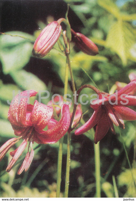 Martagon Lily - Flowers - plants - Bulgaria - unused - JH Postcards