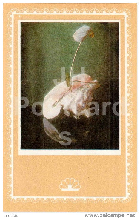 ikebana - flowers composition - 3 - 1981 - Latvia USSR - unused - JH Postcards